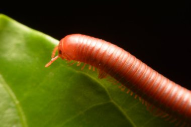 yürüyüş kırkayak yakın çekim.