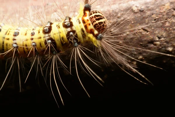 Svart och gult håriga caterpillar med konstiga mun delar Asien. — Stockfoto