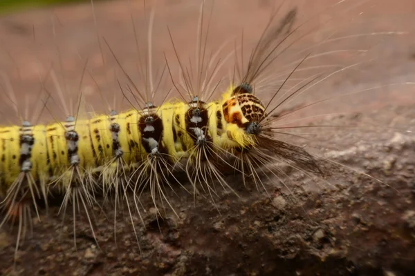 Svart och gult håriga caterpillar med konstiga mun delar Asien. — Stockfoto