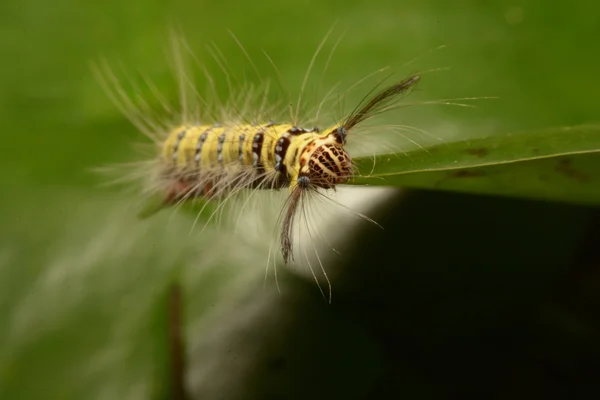 Svart och gult håriga caterpillar med konstiga mun delar Asien. — Stockfoto