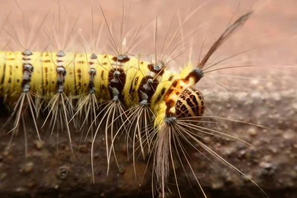 Black and yellow hairy caterpillar with strange mouth parts Asia.