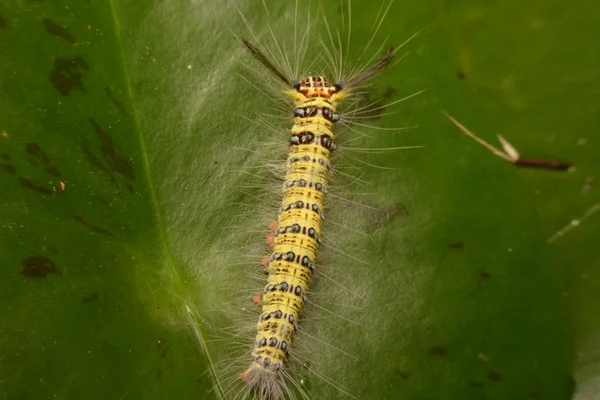 Zwarte en gele harige caterpillar met vreemde mond delen Asia. — Stockfoto