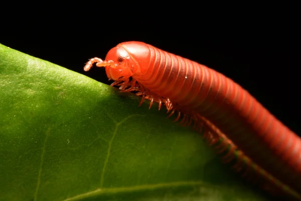 Närbild på millipede promenader. — Stockfoto