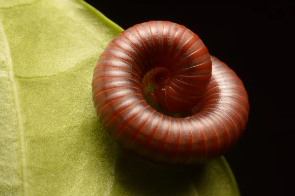 Vicino del millepiedi a piedi . — Foto Stock