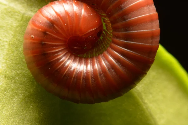 Vicino del millepiedi a piedi . — Foto Stock