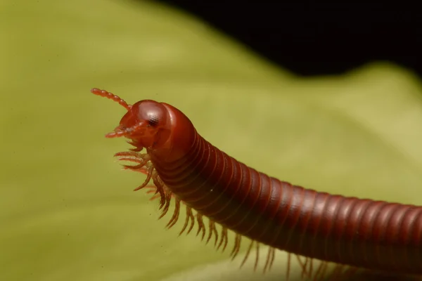 Närbild på millipede promenader. — Stockfoto