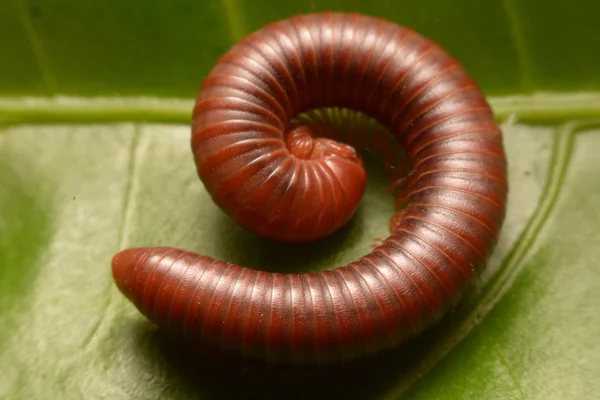 Närbild på millipede promenader. — Stockfoto