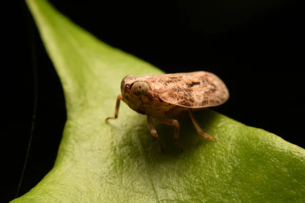 Bug sur une feuille verte . — Photo