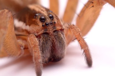 Avcı örümcekler beyaz arka plan üzerinde izole kapatmak