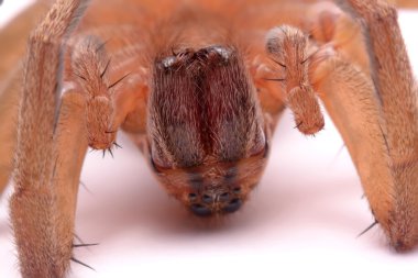 Avcı örümcekler beyaz arka plan üzerinde izole kapatmak