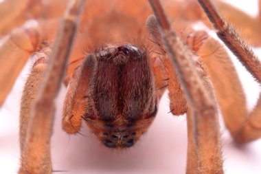 Yeşil yaprakta uğur böceği