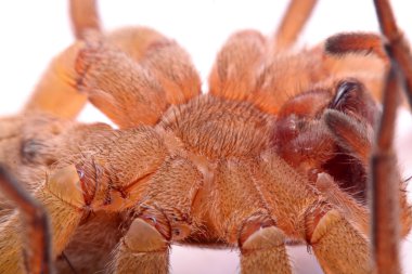 Avcı örümcekler beyaz arka plan üzerinde izole kapatmak