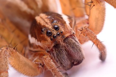 Avcı örümcekler beyaz arka plan üzerinde izole kapatmak