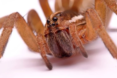 Yeşil yaprakta uğur böceği