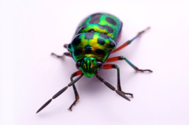 Gökkuşağı kalkan böcek (Calidea dregii) beyaz bir arka plan üzerinde tutarak yukarı kapatın.