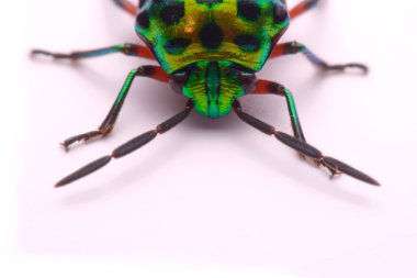 Gökkuşağı kalkan böcek (Calidea dregii) beyaz bir arka plan üzerinde tutarak yukarı kapatın.