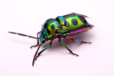 Gökkuşağı kalkan böcek (Calidea dregii) beyaz bir arka plan üzerinde tutarak yukarı kapatın.