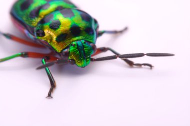 Gökkuşağı kalkan böcek (Calidea dregii) beyaz bir arka plan üzerinde tutarak yukarı kapatın.