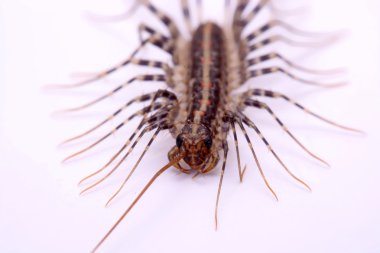 Beyaz bir arka plan üzerinde Scutigera smithii Newport (uzun bacaklı ev kırkayak)