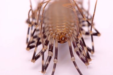 Beyaz bir arka plan üzerinde Scutigera smithii Newport (uzun bacaklı ev kırkayak).