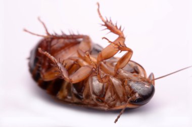 Tayland (oyuk Hamam böceği) beyaz bir arka plan üzerinde yaşamak Hamam böceği türleri.