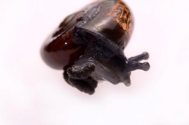 Beyaz bir arka plan üzerinde siyah yılan kadar kapatın