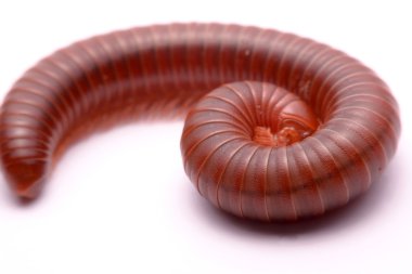 Kırkayak beyaz bir arka plan üzerinde kırmızı kapatın.