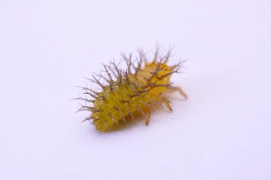 Dikenli caterpillar beyaz arka plan görüntüsünü makro.