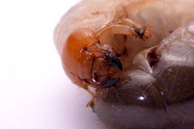 Stag beetle larva beyaz arka plan.