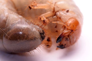 Stag beetle larva beyaz arka plan.