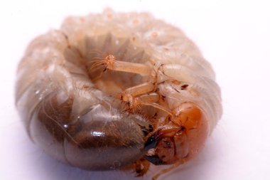 Stag beetle larva beyaz arka plan.
