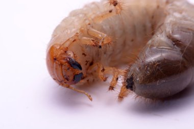 Stag beetle larva beyaz arka plan.