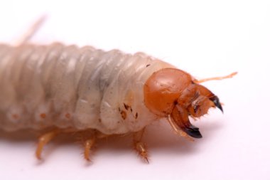 Stag beetle larva beyaz arka plan.