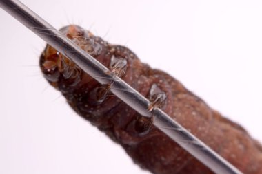 Beyaz bir arka plan üzerinde siyah kelebek tırtıl