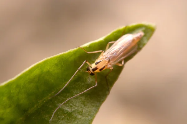 Coccinella su foglia verde — Foto Stock