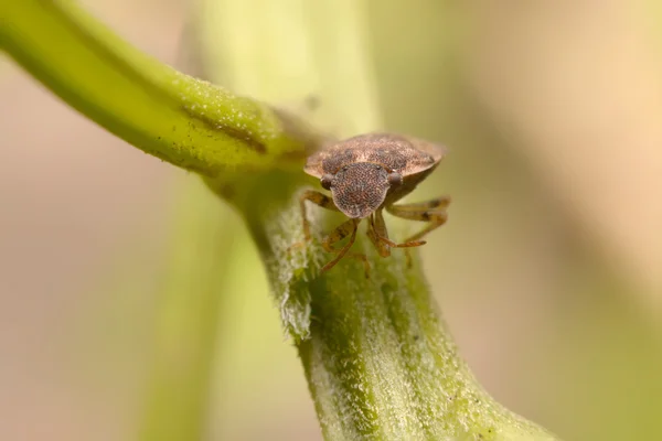 Coccinella su foglia verde — Foto Stock