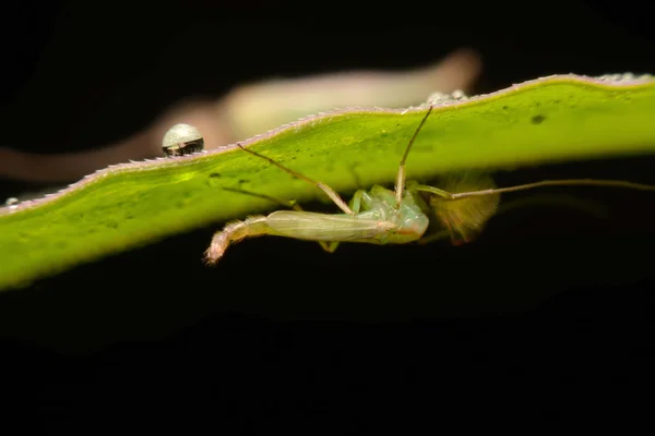 Coccinelle sur feuille verte — Photo