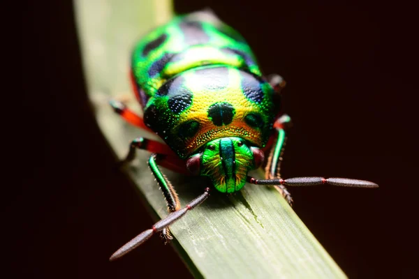 Joaninha na folha verde — Fotografia de Stock