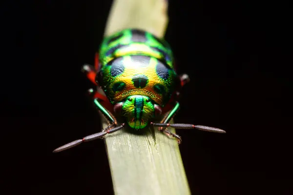 Joaninha na folha verde — Fotografia de Stock