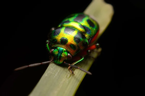 Ladybug on green leaf — Stock Photo, Image