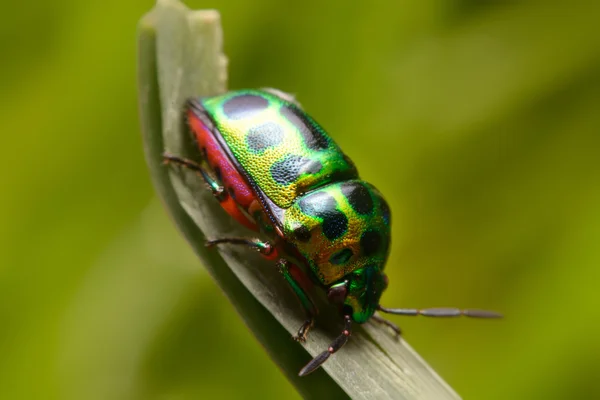 Mariquita en hoja verde — Foto de Stock