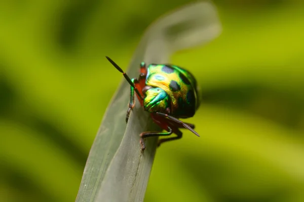 Arco iris escudo insecto celebración hierba — Foto de Stock