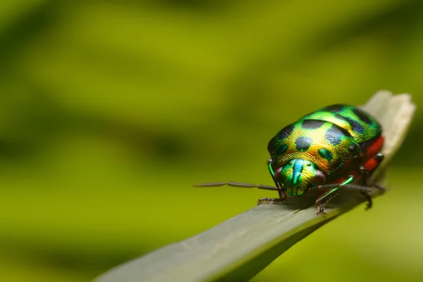 Rainbow shield bug holding grass — Stock Photo, Image