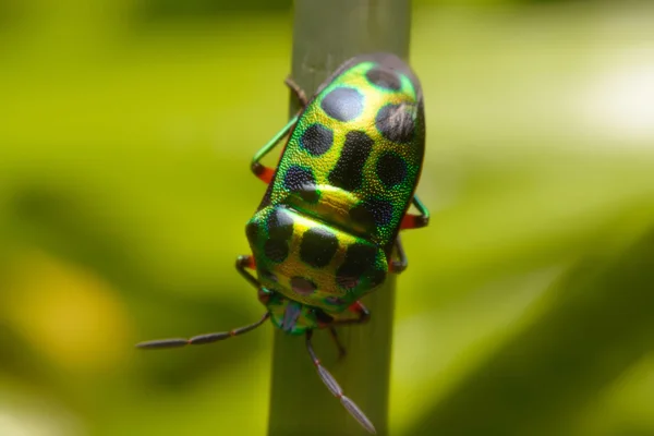 Arco iris escudo insecto celebración hierba — Foto de Stock