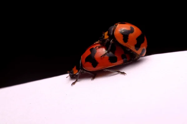 Close up ladybug un fondo blanco y negro . — Foto de Stock