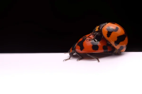 Close up ladybug un fondo blanco y negro . — Foto de Stock