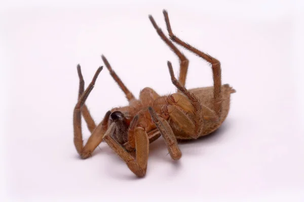 Zblízka huntsman, kterou pavouci jsou izolované na bílém pozadí — Stock fotografie