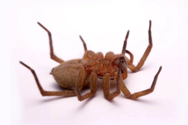 Close up aranhas caçador são isolados em fundo branco — Fotografia de Stock