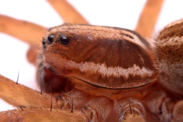 Avcı örümcekler beyaz arka plan üzerinde izole kapatmak