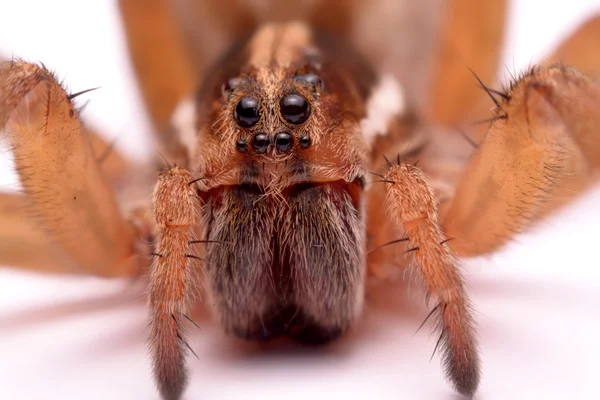 Крупный план охотник пауки изолированы на белом фоне — стоковое фото